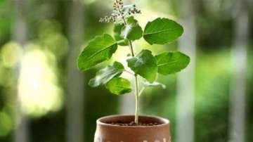 Vastu Rules for watering Tulsi plant