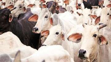 The state government has published a notification banning the movement of cattle and fairs. 