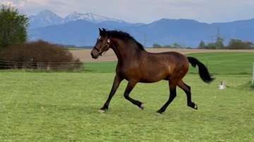  running horse