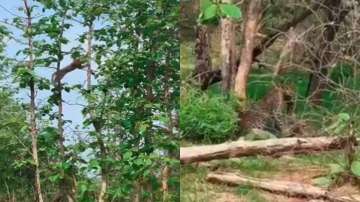 Video of leopard hunting a baby monkey by jumping on trees goes viral | WATCH