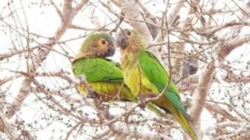 two green parrots 