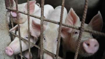 Lucknow bans sale of pork 