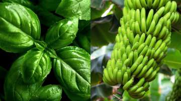 Sawan 2022: Tulsi to Banana, 5 plants that will help bring wealth and prosperity into your house