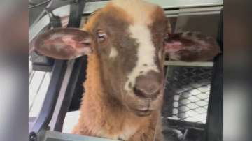 Viral video of stray sheep in police cruiser leaves the Internet amused