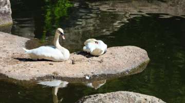 Vastu Tips: Keeping a picture of swans at home will help end fights between husband and wife