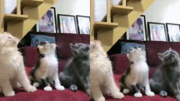 Kittens dancing in rhythm to Charlie Puth's song