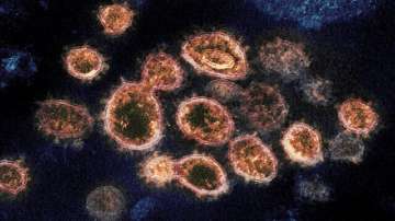 Zoonotic Langya virus, China 