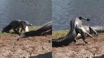 Horrific! Crocodiles combat fiercely, netizens stunned