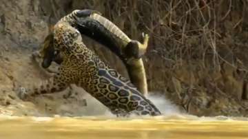 Leopard dives into a pond to hunt a giant crocodile
