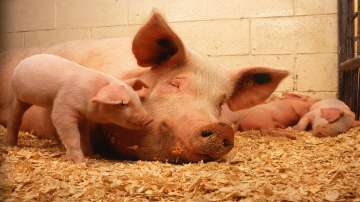 African swine fever, African swine fever in kerala, African swine fever in kannur, African swine fev