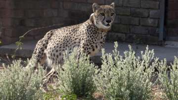 cheetahs in India, cheetahs in India from Namibia, 