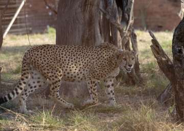 SC suggests Centre to move cheetahs to Rajasthan