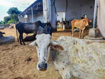 "So a lockdown has been imposed on the movement of cattle" to prevent the spread of the disease from western UP to eastern UP, Animal Husbandry Minister Dharampal Singh said.