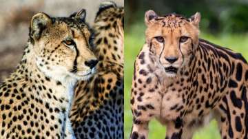 Cheetah: Big cat family is sprinting towards India