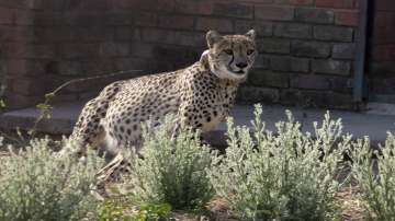 The 'African Cheetah Introduction Project in India' was conceived in 2009.