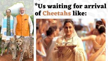 PM Narendra Modi will release cheetahs brought from Namibia to MP's Kuno National Park 