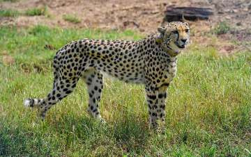 In first batch, 8 cheetahs were released into a quarantine enclosure at Kuno in Madhya Pradesh on September 17