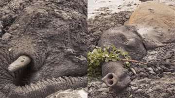 Elephants trapped in mud for 2 days in Kenya | Watch