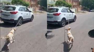 Jodhpur doctor?booked after brutally dragging a dog 