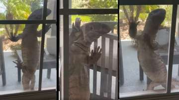 Shocking! Giant monitor lizard knocks at the window