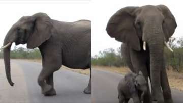 Mother elephant protects her calf from humans