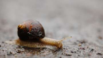 Image representing a snail