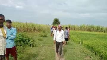 Villagers have launched a hunt for the tiger in the sugarcane fields following the incident. 