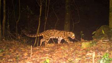 Nerve-racking! Rare clouded leopard roams in the wild