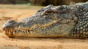 crocodile found in home, crocodile found inside home in UP