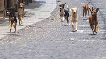 Noida, Noida infant death, Noida stray dog menace