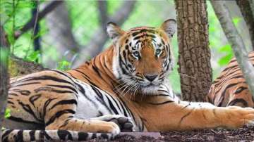 The tiger has been sent to Gorewada rescue centre in Nagpur 