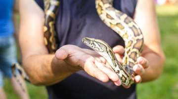 The Burmese python