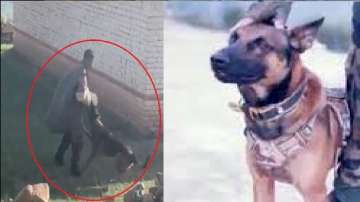 Indian Army's assault dog is critical after receiving bullet injuries