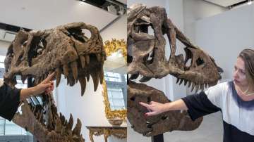 T-rex skull found in South Dakota