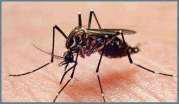 Meanwhile, despite several measures to check mosquito-borne diseases, 36 new dengue cases were reported in Lucknow on Sunday. 