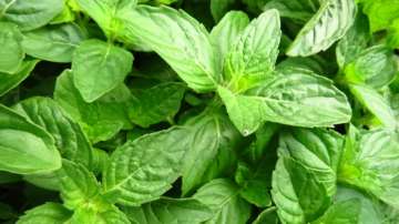 Tulsi can reduce stress and anxiety