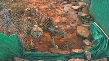 The eight cheetahs were released into the quarantine zone by Prime Minister Narendra Modi in September this year.