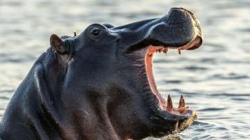 Shocking! Hippo gulps a 2-year-old boy in Uganda