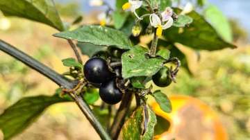 Black nightshade leaves decoction can cure liver cancer