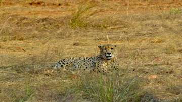 Cheetahs in Kuno National Park, cheetahs in india, cheetahs in kuno, cheetahs from namibia, cheetahs