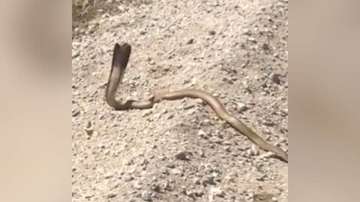 Viral video of a cobra attacking a man