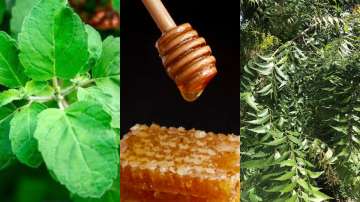 Top 10 searched herbs of 2022