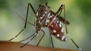 What is Japanese Encephalitis infection?
