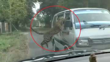 Leopard attack people in Assam