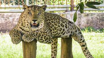 A Leopard rests on a prop. (Representational image)