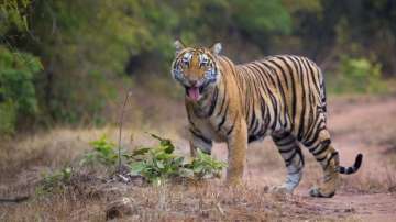 According to wildlife experts, the forest corridors between India and Nepal are extensively used by tigers and other large mammals.