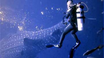 Scuba diver’s terrifying shark encounter