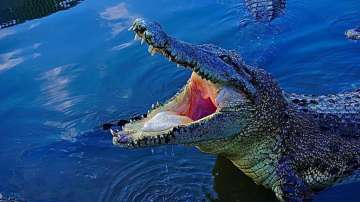 Crocodile delivers the body of dead boy 