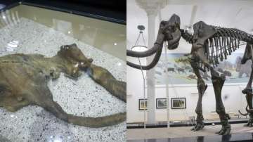 Are woolly mammoth tusks hidden in NYC rivers?