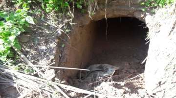 BSF detects tunnel along International Border in the Samba district of J&K